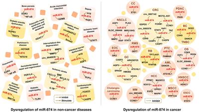 miR-874: An Important Regulator in Human Diseases